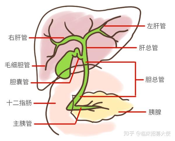 而癌症筛查也没有血液测试或其他测试能够可靠的检测到胆管癌.