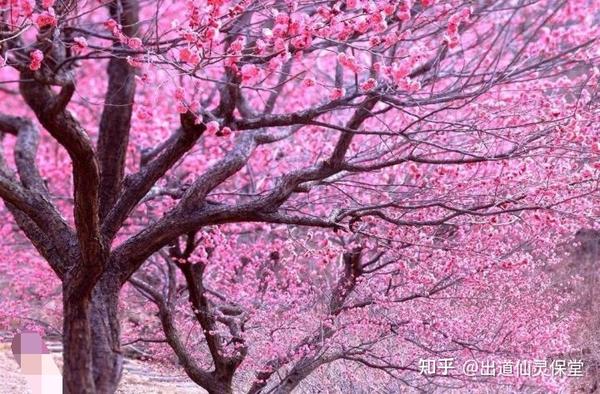 桃花树下 结桃缘 缘起缘灭皆为缘 缘字自有天来定 良缘需结良善人