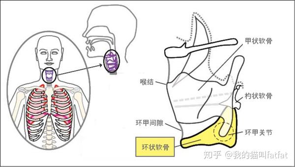 这是甲状软骨往前旋转的位置,声带被拉长,使声音更清晰,更甜美.