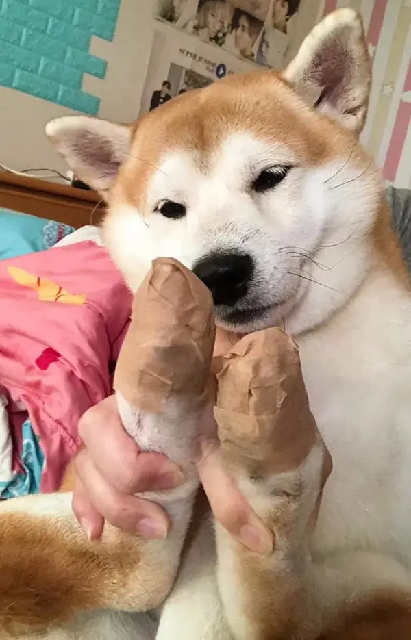 柴犬爱啃脚咬破皮,结果被包成大猪蹄子,怀疑狗生的眼神太可爱?