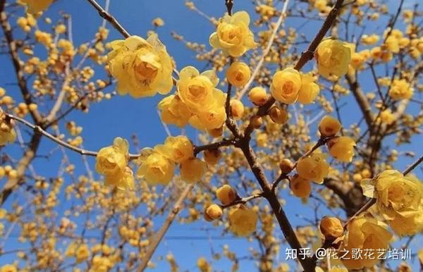 冬至  腊梅