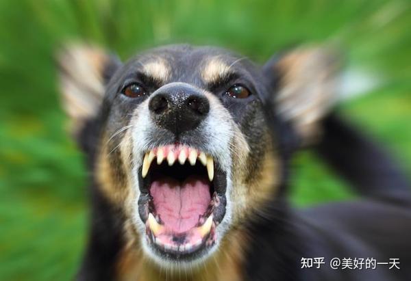 恶犬想咬人的6个预兆若是看到了快快躲开