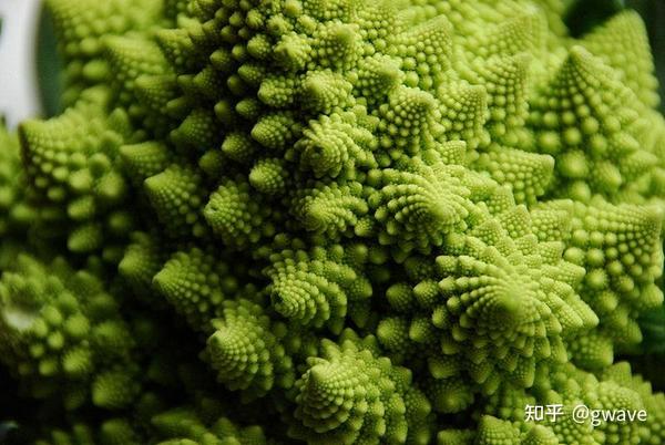 罗马西兰花 romanesco broccoli