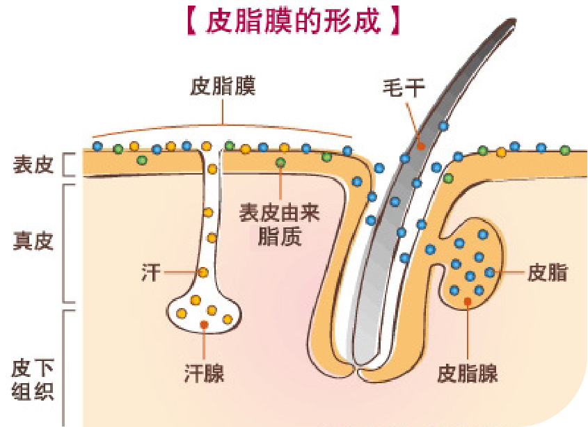 皮脂膜