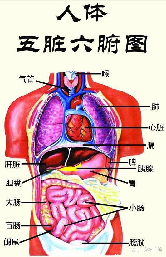 中医学把人体内在的重要脏器分为脏和腑两大类.