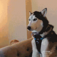 185_185gif 动态图 动图