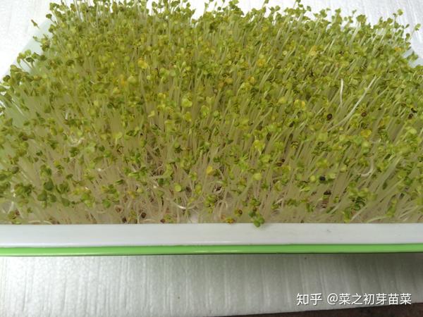 蚕豆芽苗菜的六大意义