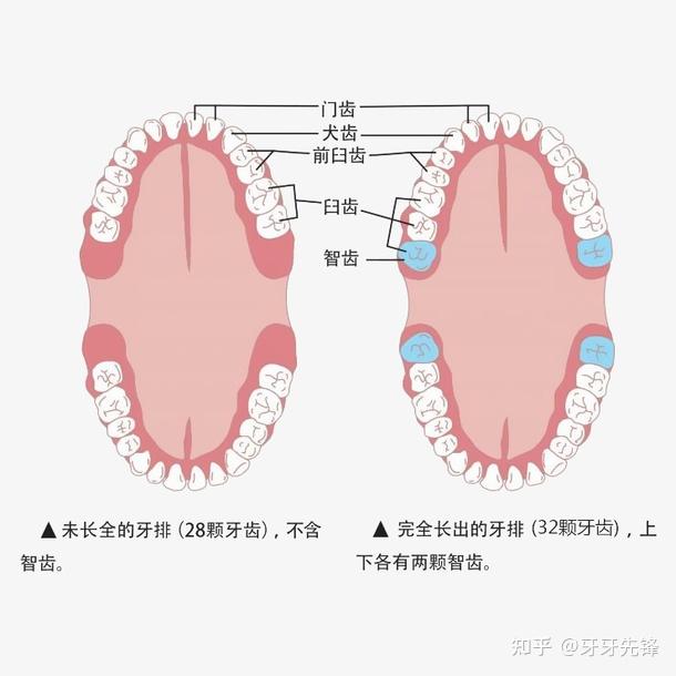 成都牙齿矫正医生避雷正畸项目哪些费用可以省去成都牙科医生这些头衔