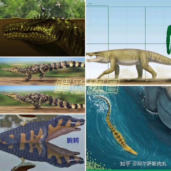 鳄形超目(crocodylomorpha)-化石记录中的鳄目10个科中有超过5个灭绝