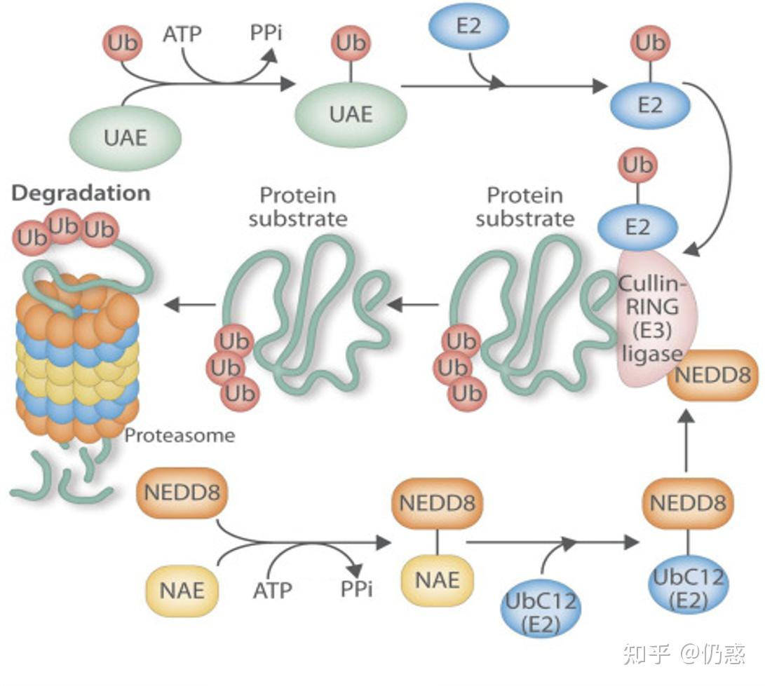 泛素-蛋白酶体系统(ubiquitin-proteasome system, ups)是细胞内蛋白