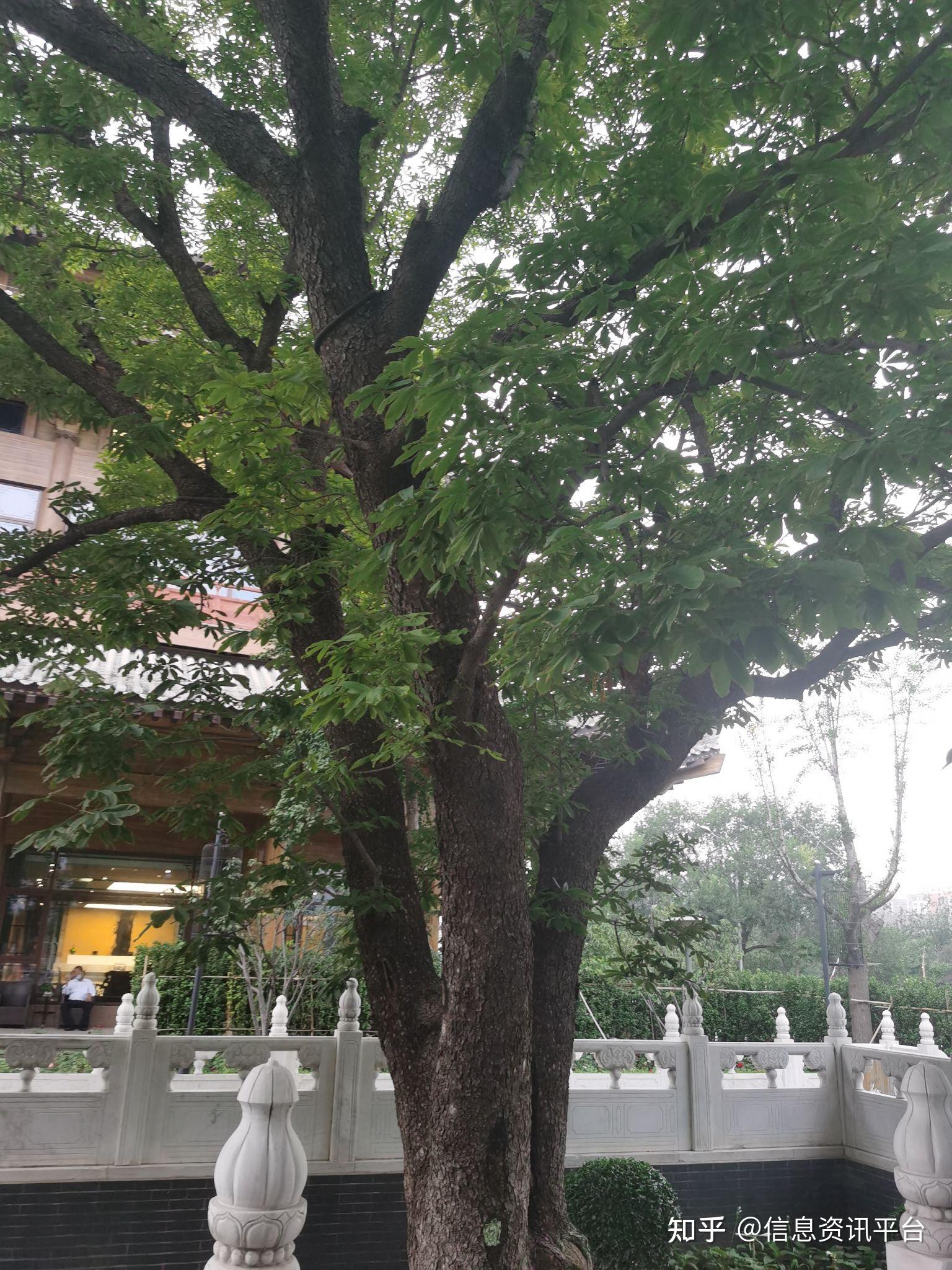 新华社杨兆波京城300年树龄的菩提树