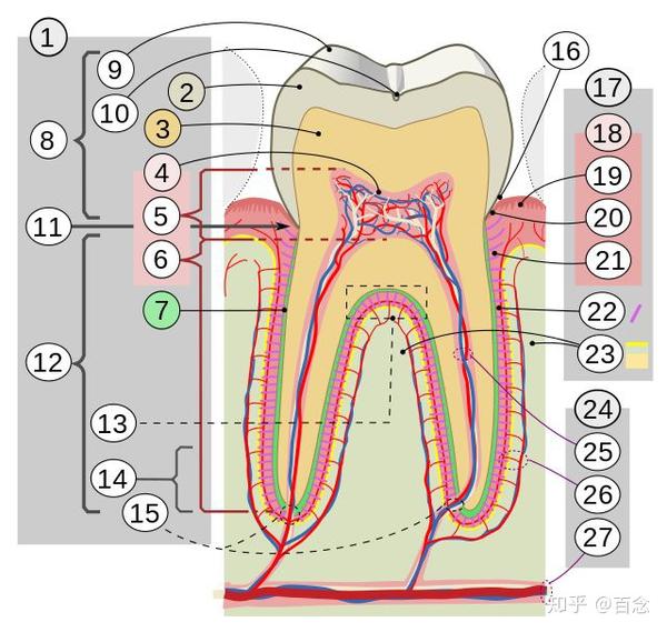 牙冠:⑧ ⑨牙尖 ⑩窝沟 牙颈: 牙根: 根分叉 牙根尖 根尖孔 牙体组织