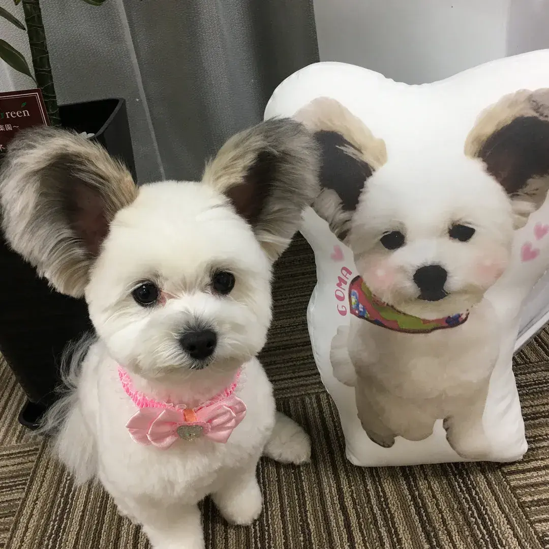 马尔济斯和蝴蝶犬竟然生出来了一只米老鼠这也太可爱了吧