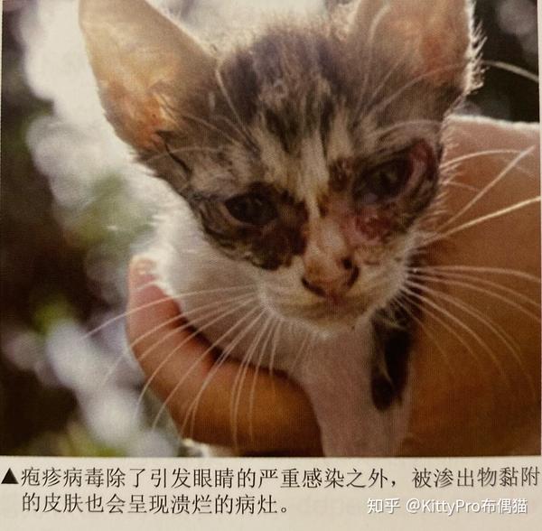 猫疱疹病毒felineherpesvirus