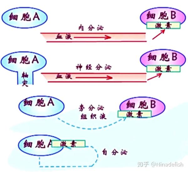 整理生物内分泌系统生理功能