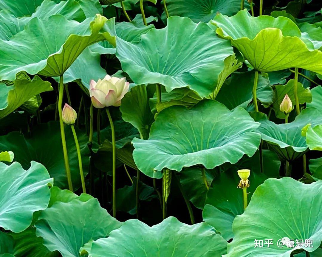 不能旅行不如赏花满池荷花迎风开偷得夏日好心情