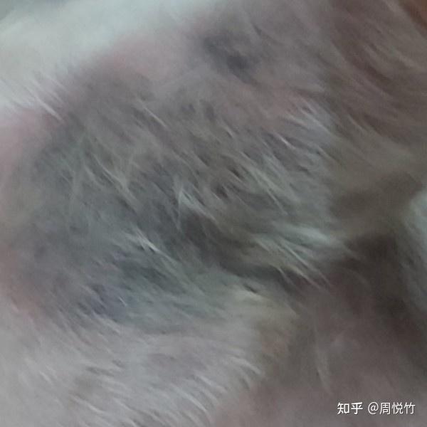 狗狗异位性皮炎怎么治疗