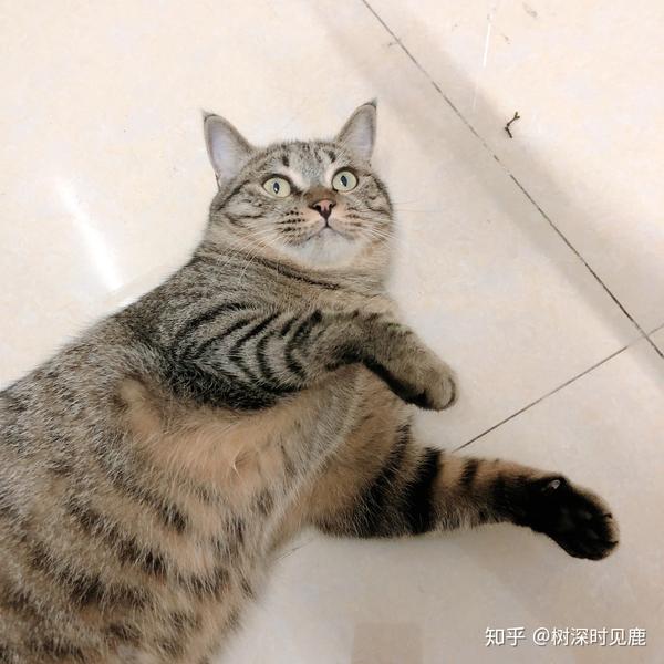 狸花猫很胖怎么办