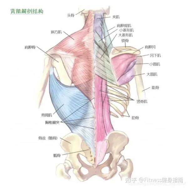 背部肌肉解剖图