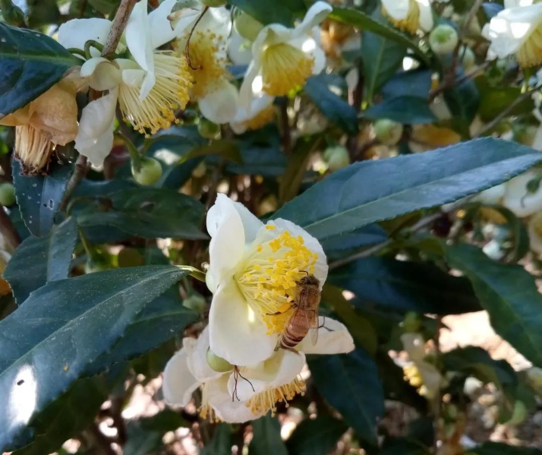 秋冬季节开放的茶树花会有蜜蜂传粉吗