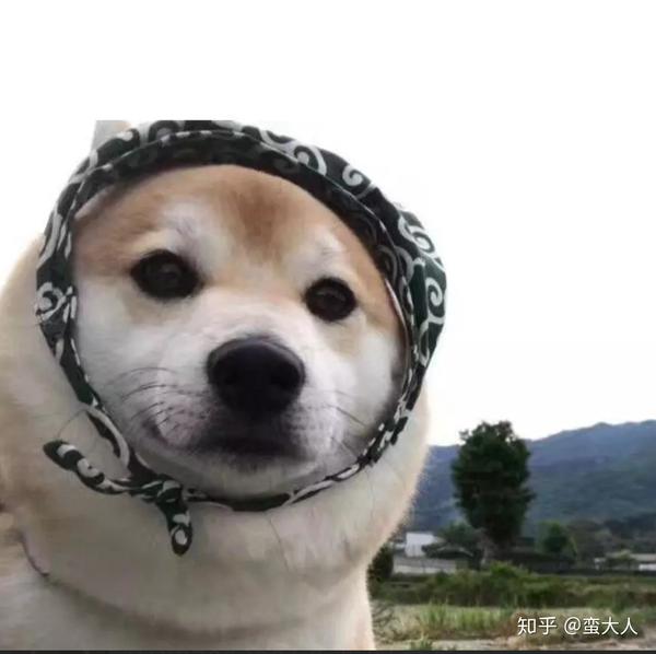 那些用猫猫狗狗做头像的人是什么心态?