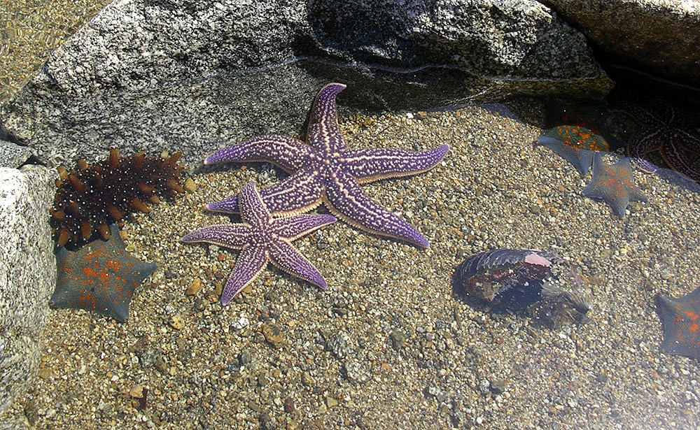 海星突然疯狂入侵青岛胶州湾,「狂吃」蛤蜊海蛎子,使养殖户哭晕在海边