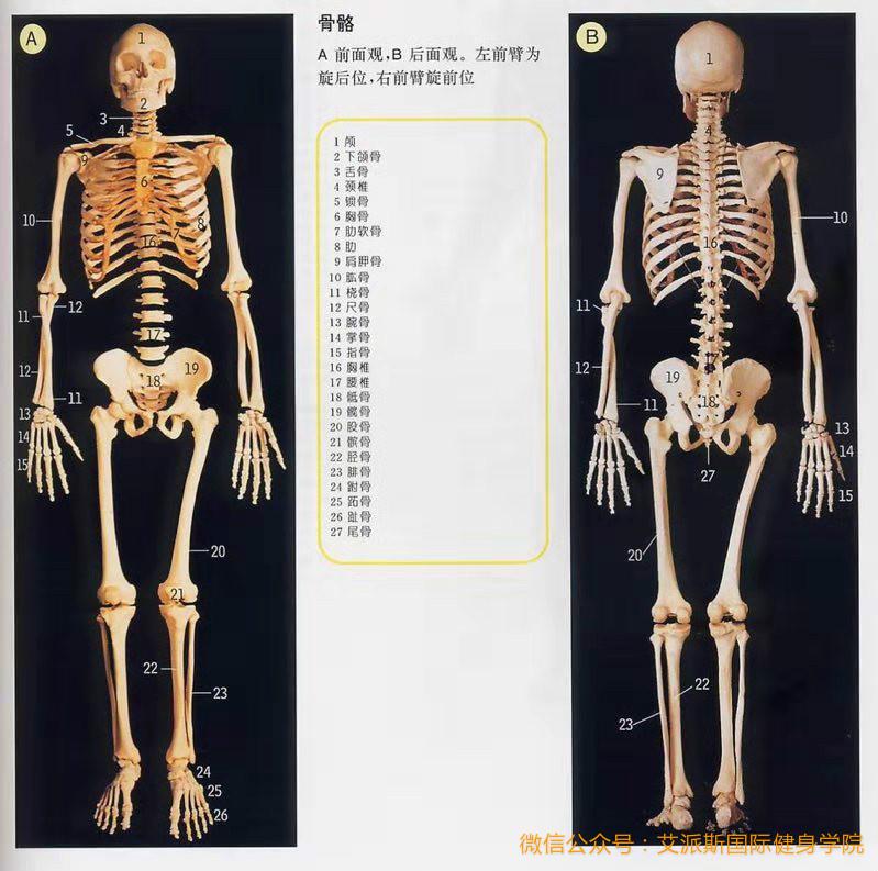 艾派斯人体科学小讲堂第二讲骨骼系统