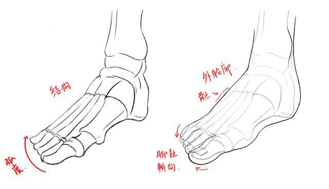 1,脚的基本特征脚是有多个骨节构成,内部骨头大体样子如下和手部的