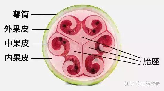 为什么西瓜中间的一块最甜?