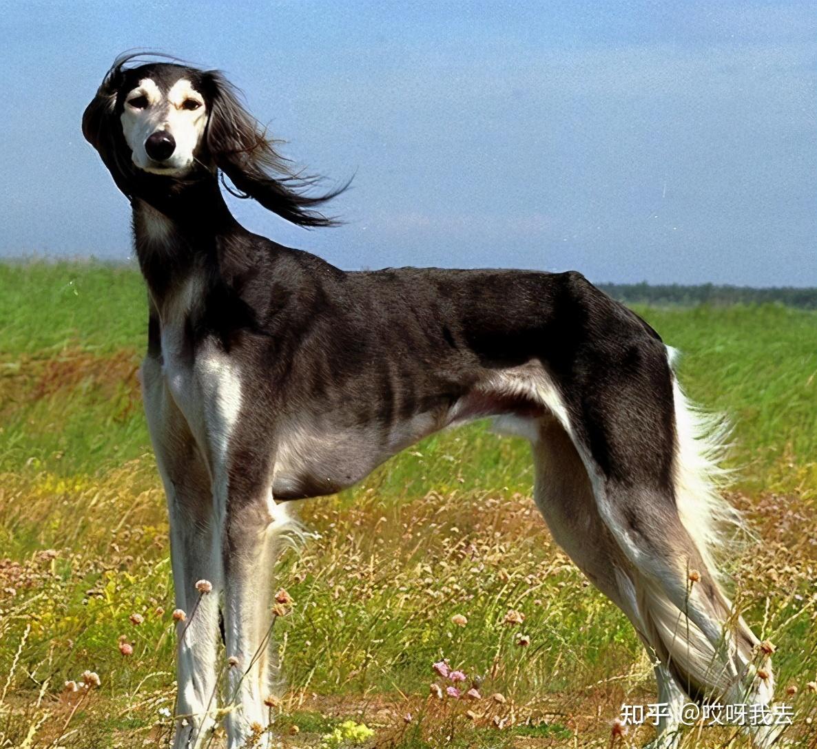细犬身材修长,尤其是它的四条腿,十分的纤细,给人一种充满了力量的