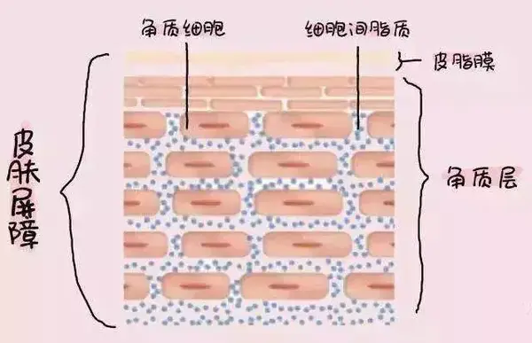 正常情况下,角质层的含水量应该在10%左右,低于这个水平,就是缺水肌肤