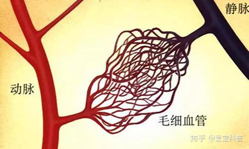 毛细血管天生脆弱