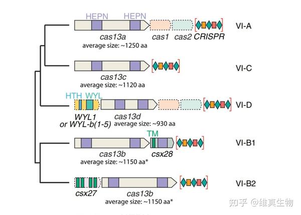 Casrx Crispr Cas Rna Casrx