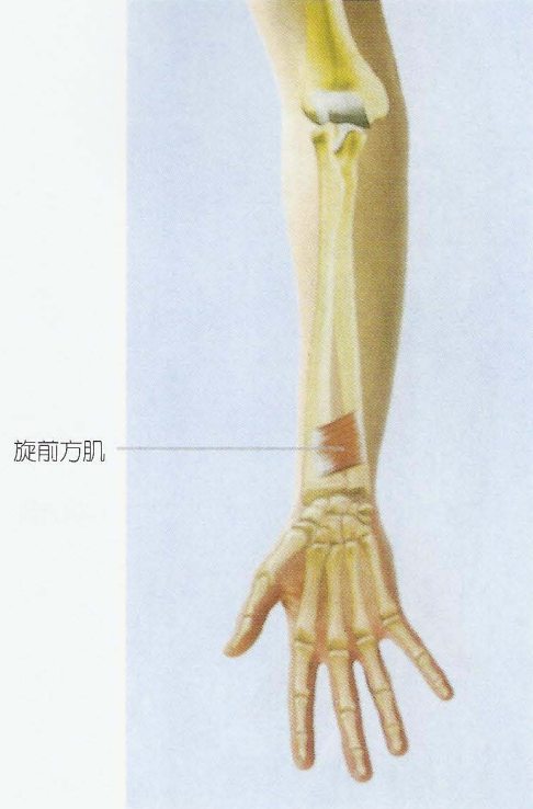 9,旋前方肌(pronator quadratus)