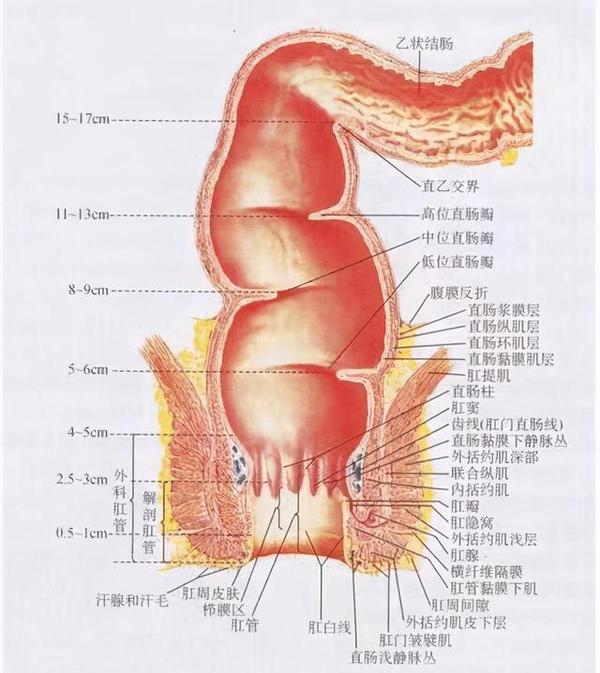 人类肛门部位解剖结构(图片源自网络)