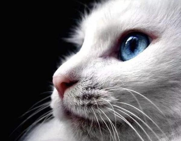 只有土耳其安哥拉猫,才拥有像宇宙一样深邃的眼睛