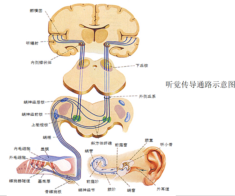 听神经 zhuanlan.zhihu.com