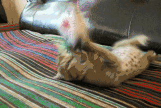 小猫为什么爱咬人的手指?