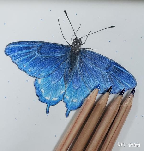 调整画面,在蝴蝶翅膀边缘用紫色铅笔轻轻描边,黑色彩铅轻轻画出纹路感