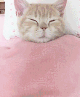 有哪些搞笑的猫咪表情包