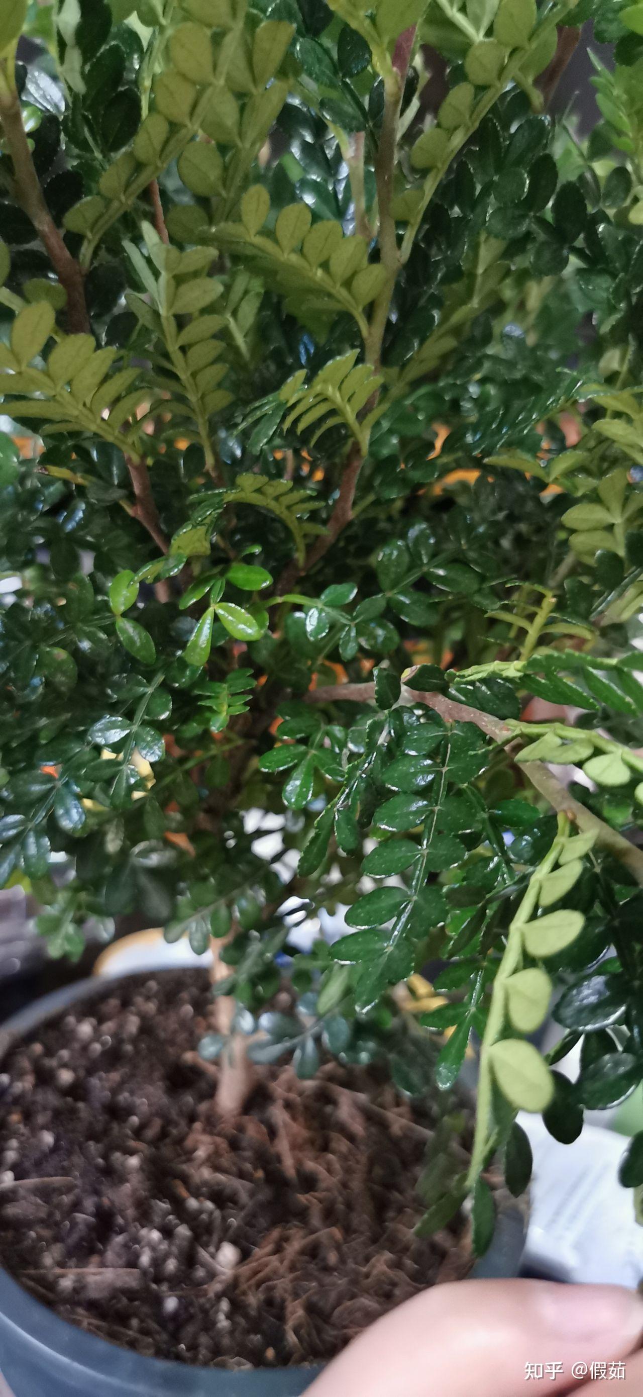 商家一直说是清香木,但怎么看怎么是胡椒木呀,可有的叶子又是双数