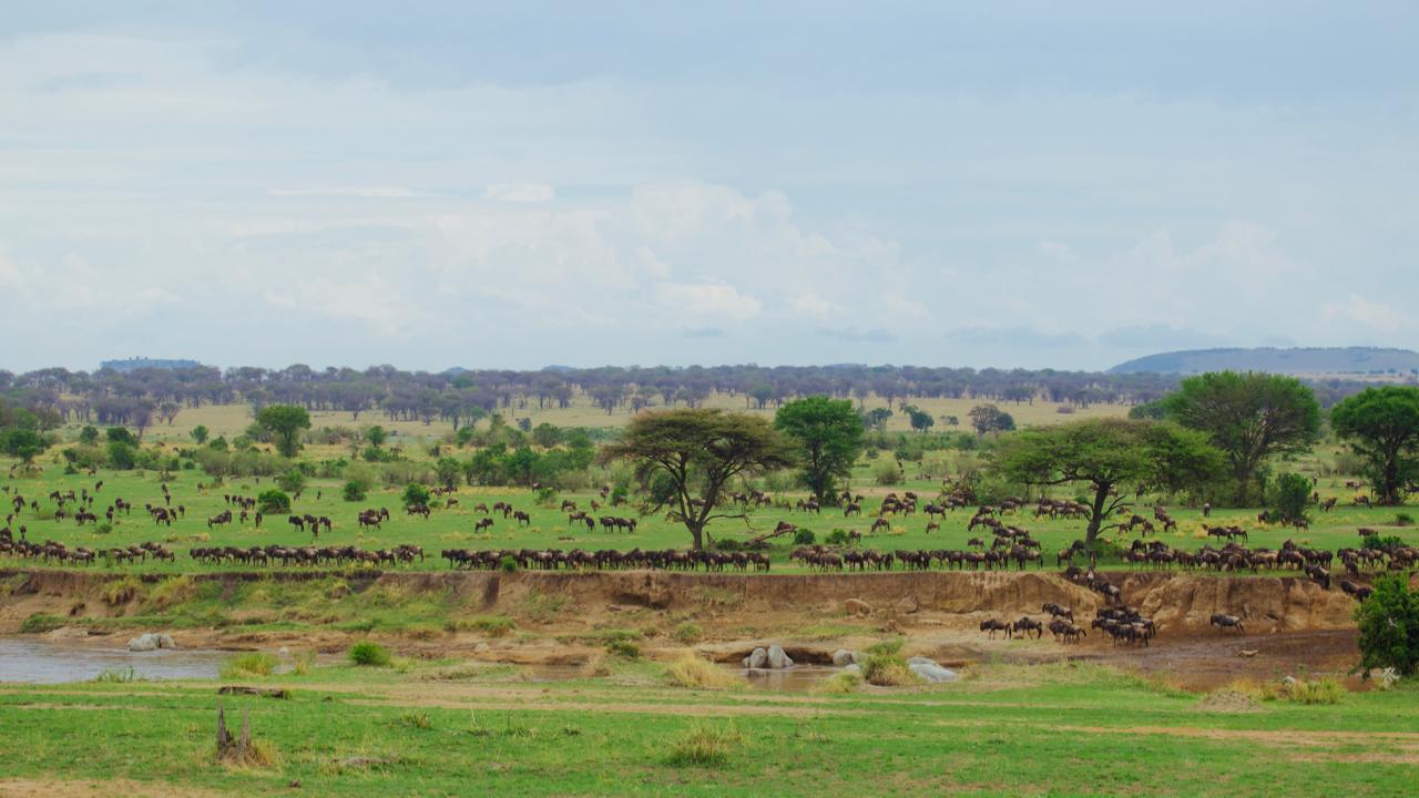 观赏东非野生动物大迁徙的正确方式