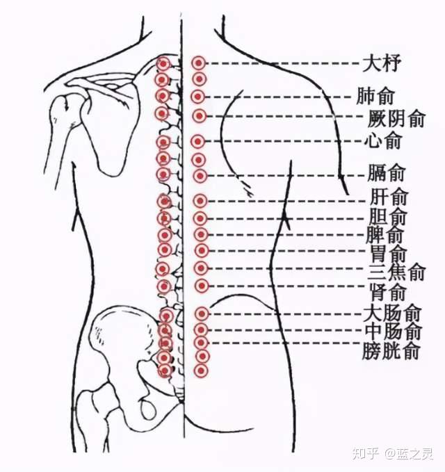 找到膀胱经(膀胱经就在脊椎督脉的两侧,1.
