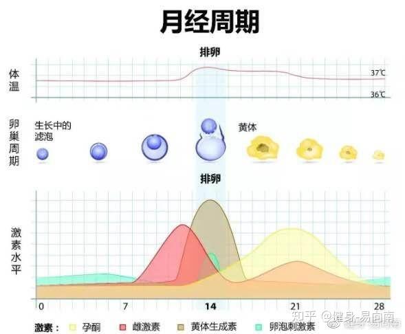 卵泡期 新的月经周期来临,雌激素逐渐升高,它会影响到我们人体当中