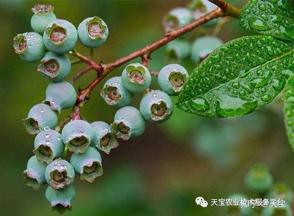 蓝莓各时期生长异常对照表