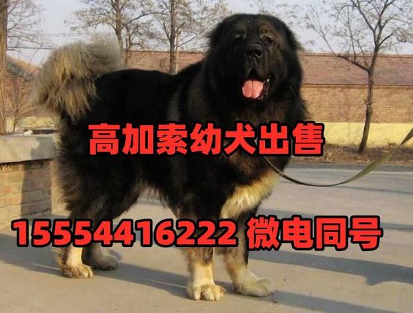 纯血统高加索幼犬价格,高加索犬价格