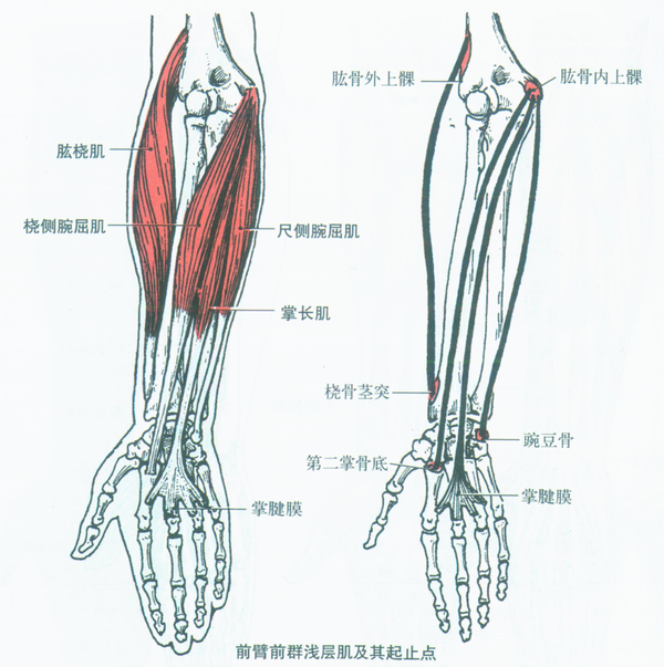 肌肉名称以位置和机能命名. 起点:肱骨外上髁上方. 止点:桡骨茎突.
