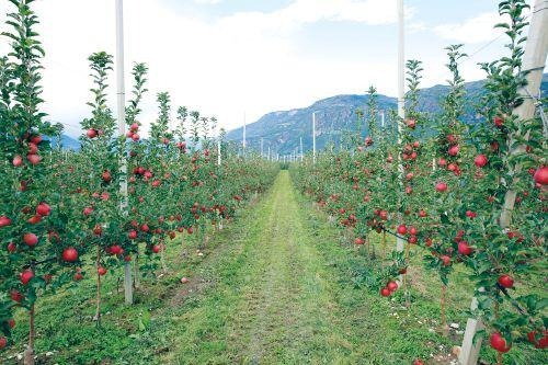 矮砧苹果种植关键技术措施