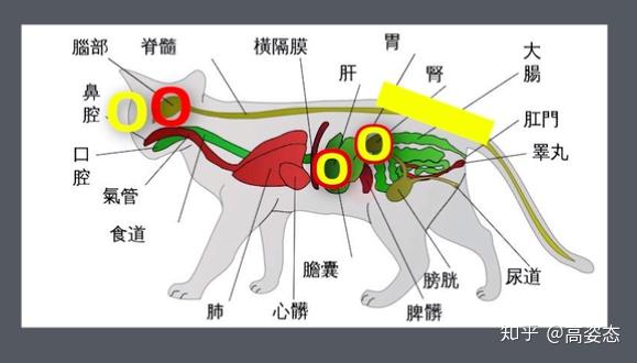 猫传腹是什么怎么防治深度好文