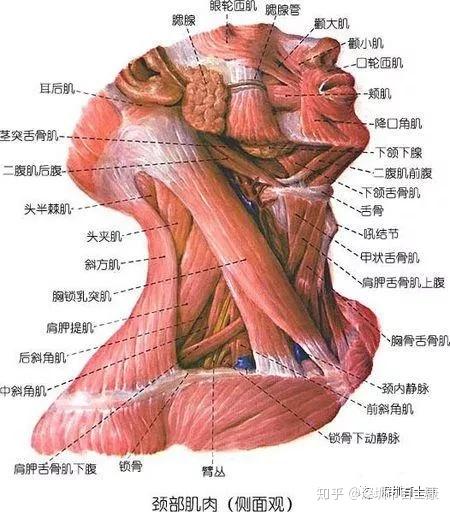 侧颈部的主要肌肉为胸锁乳突肌与前,中斜角肌.